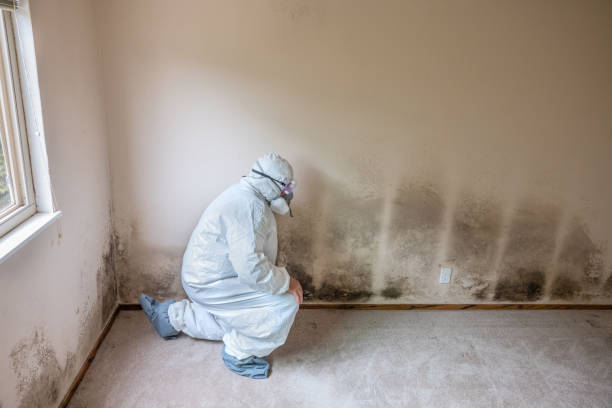 Best Mold Prevention Services  in Guerneville, CA